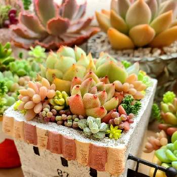 はざしっこの投稿画像一覧 Greensnap グリーンスナップ