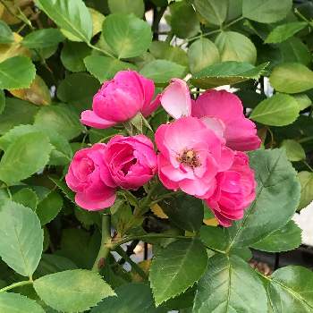 四季咲ばらの画像 by keychanさん | 千葉県と京成バラ園とツル薔薇と四季咲ばら