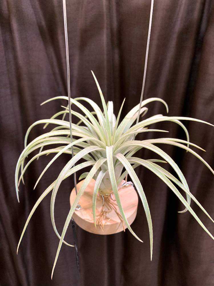 夏期間限定☆メーカー価格より68%OFF!☆ Tillandsia Magic Peach（大