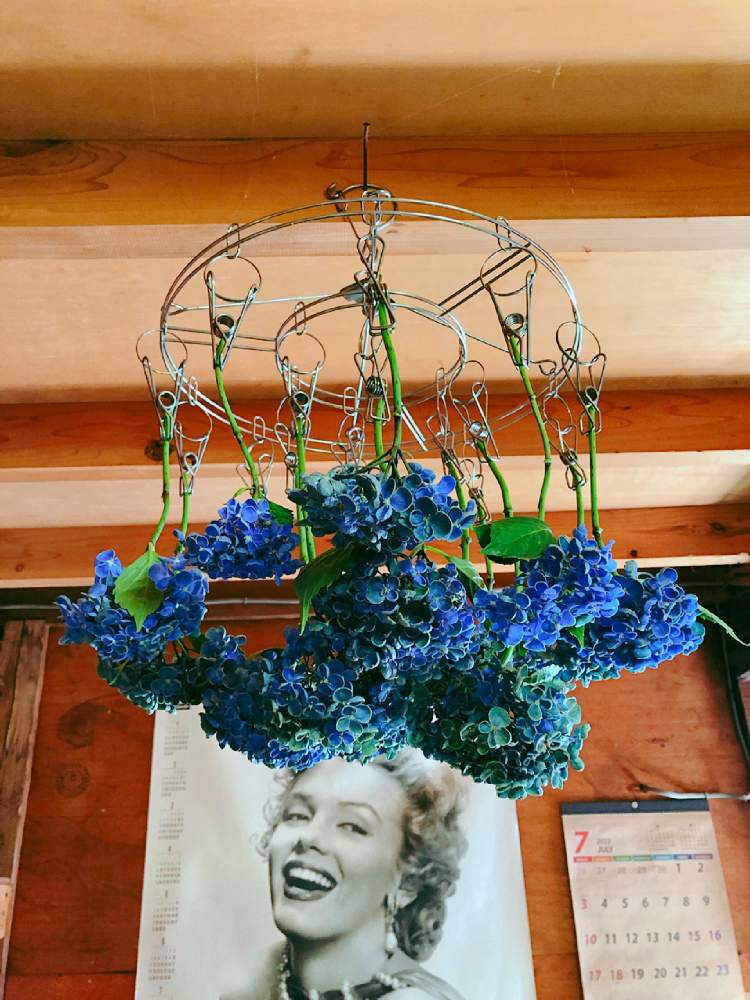 おたふく紫陽花 ポップコーンの投稿画像 By ハロさん あじさい のある暮らしとスマホ撮影と植物のある暮らしとgardeningとflowersと植物とおうち園芸と緑のある暮らしとガーデニングと花のある暮らしとgreenと あじさいのある暮らしとスマホ撮影と植物のある暮らしと おたふく紫陽花 ポップコーンの投稿画像 By ハロさん あじさい のある暮らしとスマホ撮影と植物のある暮らしとgardeningとflowersと植物とおうち園芸と緑のある暮らしとガーデニングと花のある暮らしとgreenと あじさいのある暮らしとスマホ撮影と植物のある暮らしと