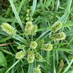 イヌクグの一覧 Greensnap グリーンスナップ