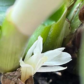 カラテアオルビフォリアの投稿画像一覧 Greensnap グリーンスナップ