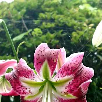 ユリの花の画像 by ミールンさん | 小さな庭とユリの花と繋がりに感謝♡と母の小さな庭と毎日暑い!!⊂⌒~⊃｡Д｡)⊃