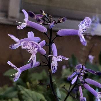 プレクトランサス属の画像 by 花土葉さん | お出かけ先とプレクトランサス属と薄紫色の花