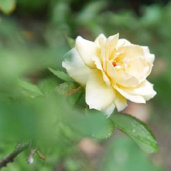 LUMIX gf7の画像 by 由美子さん | 小さな庭とバラとバラ　セレストとゆみさんのバラ遊びとLUMIX gf7とバラ・切り花品種とパナライカ25mmと由美子・バラ切り花品種とミラーレス一眼と森農園　切り花品種と月曜日にはバラをとF2.2