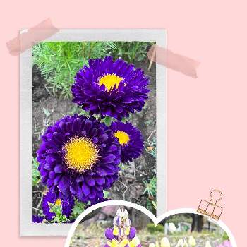 ルピナス♡の画像 by ピンクカーネーションさん | 広い庭と実家の庭と青空とアスター♡とルピナス♡