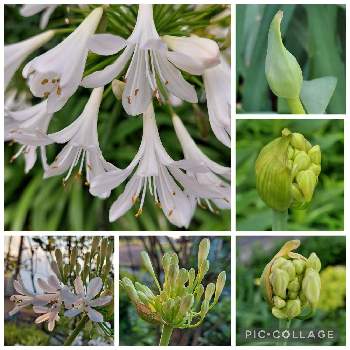 アガパンサス    白の画像 by カマンベールさん | 小さな庭とアガパンサス    白とアガパンサスとつぼみと白い花とアガパンサス❇︎と今日のお花