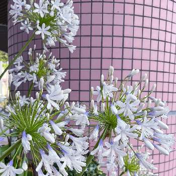 アガパンサス    白の画像 by はなあーちゃんさん | お出かけ先とアガパンサス    白とアガパンサスと白い花と今日のお花と涼しげな花とたくさん咲いてる