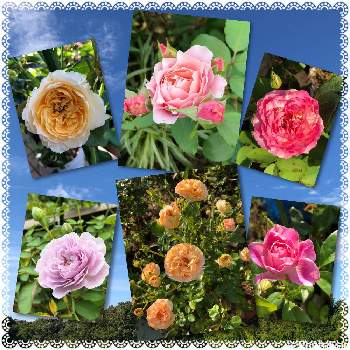 自己大満足♡の画像 by うふふさん | ピンクアイスバーグとダフネとレイニーブルーとシュルークとプシュケとマルクシャガールとGS2019年スタート組と2019同期とバラはいいなぁと薔薇愛同盟といつもありがとう♡と薔薇に魅せられてと月曜日にビタミンカラーと月曜日にはバラをと花のある暮らしと薔薇♪とばら 薔薇 バラとチーム愛知と自己大満足♡とうふふの薔薇2022
