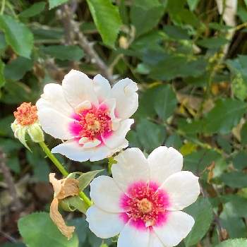 四季咲ばらの画像 by keychanさん | 千葉県と京成バラ園と微香と薔薇♪とシュラブ（Shrub）と四季咲ばら