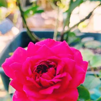 鉢植えのバラの画像 by ハリネズミさん | 小さな庭と強いバラと晴れ☀と挿し木と鉢植えのバラと感謝❤️とバラを楽しむ