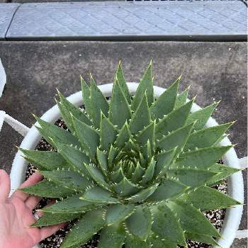 アロエ ポリフィラの投稿画像一覧 Greensnap グリーンスナップ