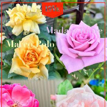 ラブ❤の画像 by jurarararara〜☆さん | ウクライナに平和をとばら バラ 薔薇とありがとう❤️と薔薇に魅せられてと感謝とこんな時こそ花をとコロナに負けるな！と世界に平和をと元気もらえるとGSに感謝。とラブ❤と可愛い〜♡と小さな幸せ♡と元気に育ててますよと薔薇♪と花が好きとやっぱり花が好き♡
