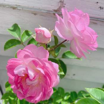 ジャスミーナの投稿画像一覧 Greensnap グリーンスナップ