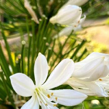 アガパンサス    白の画像 by トシさん | お出かけ先とアガパンサス    白と今日も笑顔で♡と花大好きとムラサキクンシラン科と暑さに負けるなと今日のお花と医療従事者に感謝と今日も元気に♪