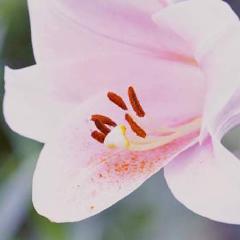 平和への祈り♡の画像 by rodemさん | お出かけ先とユリと平和への祈り♡と夏のお花とお花と共にと横浜と植物に感謝とユリ♡と植物を愛でる♡と暑さに注意と百合♡