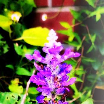 お花が大好きの画像 by  ココナツ(*ˊ˘ˋ*)｡✩:*°さん | ブルーサルビアとお花が大好きと心には太陽を　いつも優しい気持ちで…とありがとう❤◡̈*と暑い夏と紫色の花といつも笑顔·͜·♡と散歩道と大好きだった父に捧ぐと心穏やかに♡