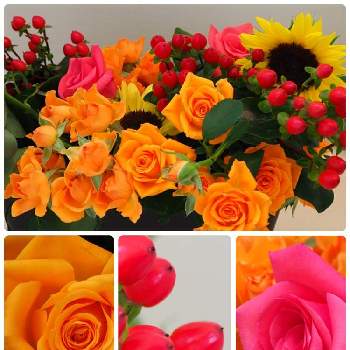 黄色いバラの画像 by ナオッチさん | 玄関とピペリカムとひまわりと薔薇と花の群生地フォトコンと満開と夏の花と黄色い花と今日のお花とオレンジの花とピンクのお花と赤色のお花と花のある暮らしと薔薇♪と黄色いバラ