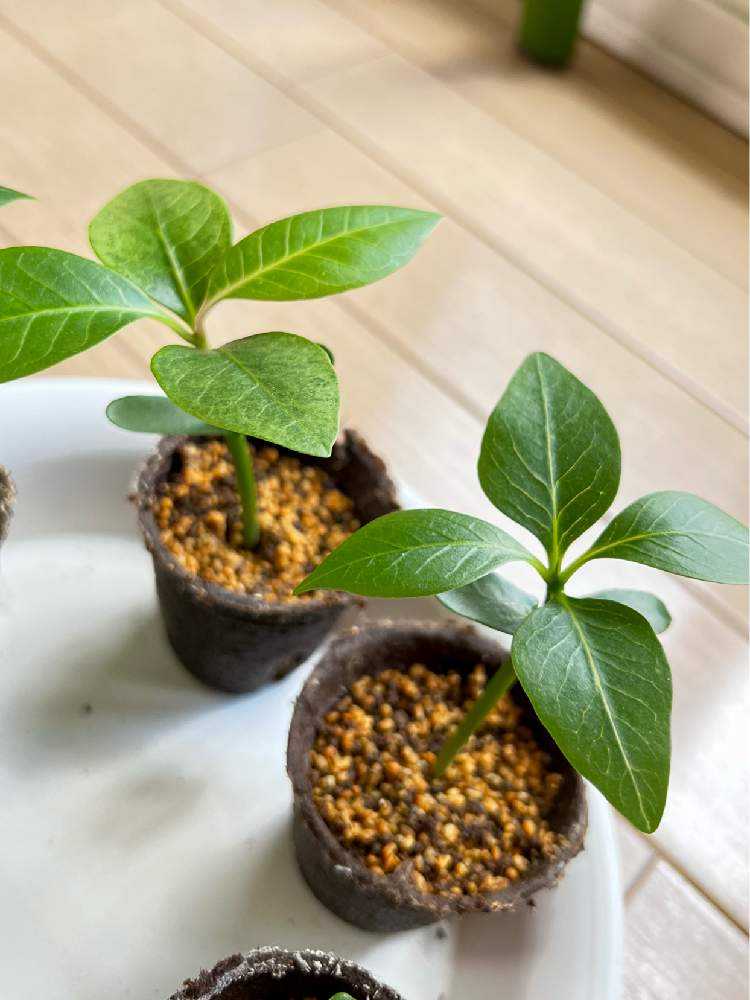 タネから育てるプルメリア🌺｜🍀GreenSnap（グリーンスナップ）