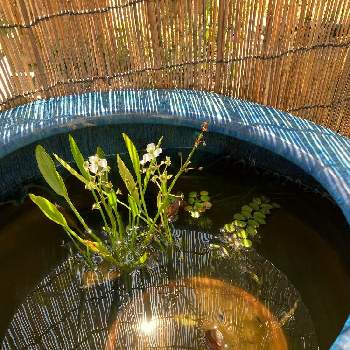 姫睡蓮の画像 by くるみさん | ナガバオモダカと姫睡蓮とビオトープと水生植物とメダカと古い火鉢