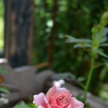 鉢薔薇の画像 by fuuhakuさん | 小さな庭と＊バラ / ブラウンシュガーとばら バラ 薔薇と今井ナーセリーと花壇とGS映えと植中毒と新潟と鉢薔薇と夏だとかわいいとお花は癒しとバラ・ミニバラと花は癒やし♡