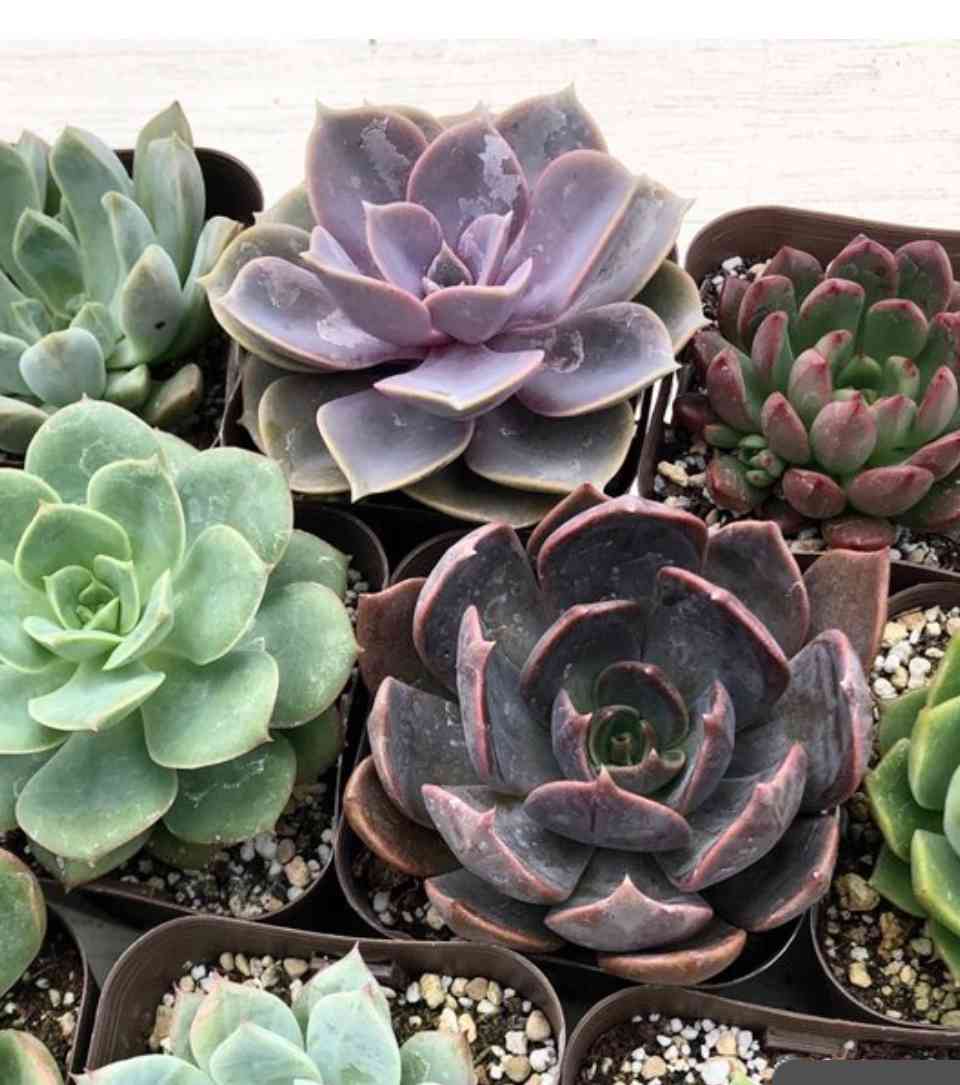 我が家のエケベリア カ行｜🍀GreenSnap（グリーンスナップ）