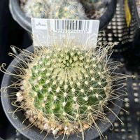 Parodia buenekeri,多肉植物,観葉植物,100均,ダイソーの画像