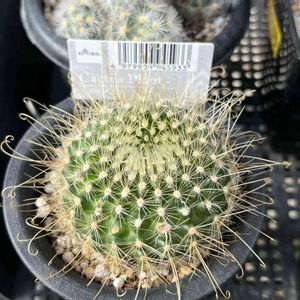 Parodia buenekeri,多肉植物,観葉植物,100均,ダイソーの画像