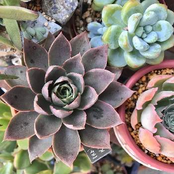 月迫の薔薇,ケッセルのバラ,多肉植物,エケベリア属,ミニブロ. 月迫の薔薇の画像