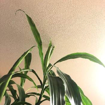 ドラセナ ハワイアンサンシャインの一覧 Greensnap グリーンスナップ