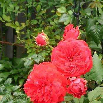 OpenGardenの画像 by *✿.吏禾.✿*さん | 広い庭とバラ マイローズと赤いバラと美しい♡とOpenGardenと真っ赤な火曜日