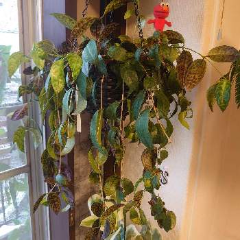 エスキナンサス・マルモラタスの画像 by モンステラプラスさん | 寝室とエスキナンサス・マルモラタスとインテリアグリーンと我が家の植物紹介とハンギング