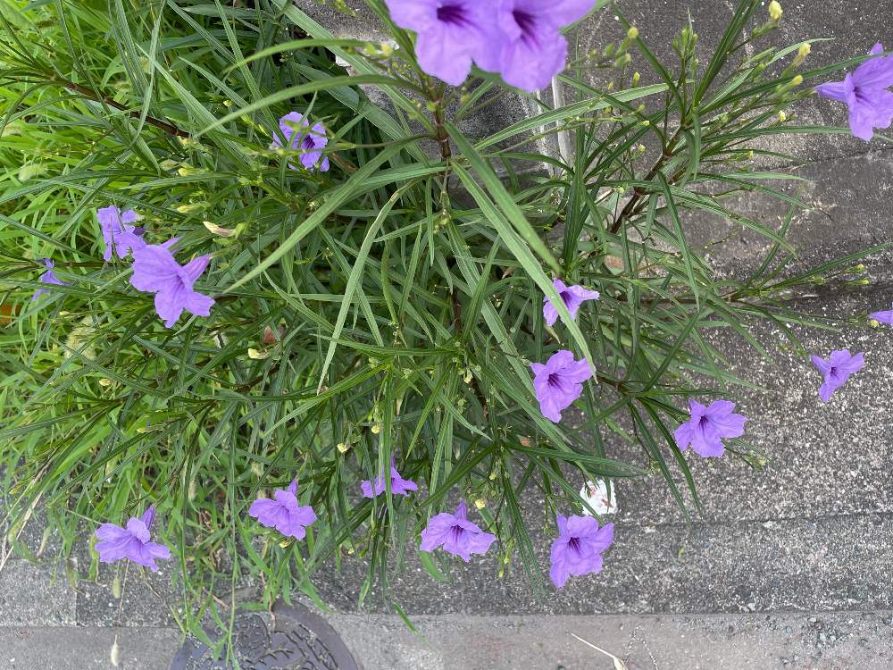 ヤナギバルイラソウの投稿画像 by bellofwokingさん|お出かけ先 (2022月7月26日)|🍀GreenSnap(グリーンスナップ