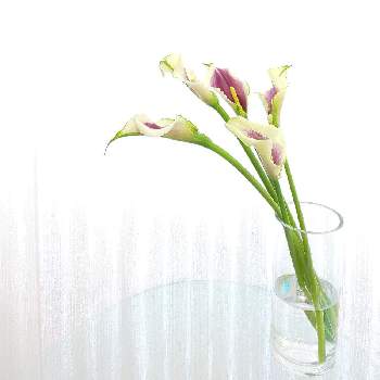 カラー ピカソの投稿画像一覧 Greensnap グリーンスナップ