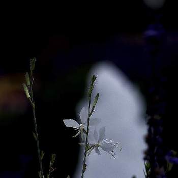 平和への祈り♡の画像 by rodemさん | お出かけ先とガウラとガウラ♡と平和への祈り♡と夏のお花とお花と共にと横浜と植物に感謝と白いお花と植物を愛でる♡と暑さに注意