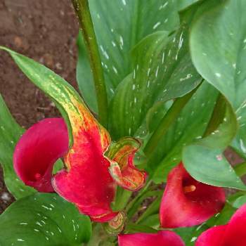 東京ドイツ村の投稿画像一覧 Greensnap グリーンスナップ