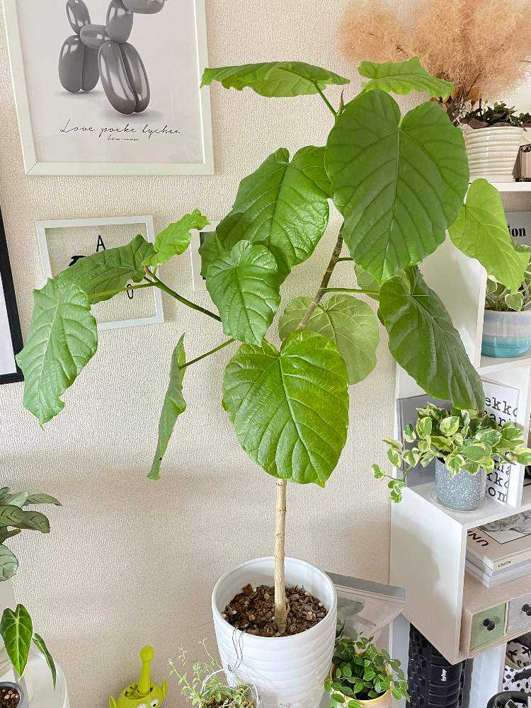 植物ど素人が育てる】ウンベラータの記録【植物愛爆発】|🍀GreenSnap 植物ど素人が育てる】ウンベラータの記録【植物愛爆発】|🍀GreenSnap