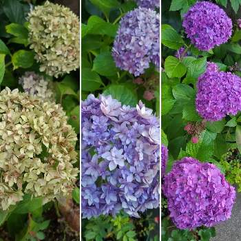 紫陽花ブリーディングセレクションの投稿画像一覧 Greensnap グリーンスナップ