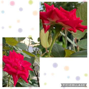 真っ赤な花の画像 by まるさん | 小さな庭と薔薇♡とラブ❤と真っ赤な花と鉢植え✨