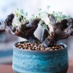 植木屋21の一覧 Greensnap グリーンスナップ