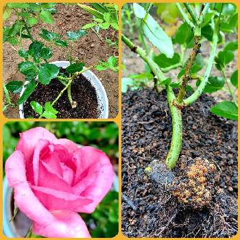 鉢植えのバラの画像 by ハリネズミさん | 小さな庭とバラを楽しむと鉢植えのバラとバラ 癌腫