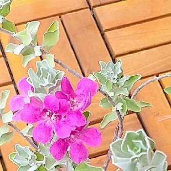 我が家のベランダの画像 by ウニ子さん | バルコニー/ベランダとレウコフィラムとめっちゃ暑い(;´Д`)ﾓｫｰﾑﾘと我が家のベランダと可愛いお花と心惹かれるとピンクと夏本番！とベランダフラワー