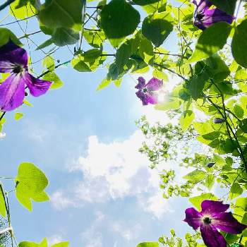下向きに咲く花の画像 by AOAさん | 玄関とクレマチス ブラックプリンスとお花大好き♡とお気に入り♡と紫色の花とおうち園芸と下向きに咲く花とクレマチス初心者と花のある暮らしとかわいいな♡