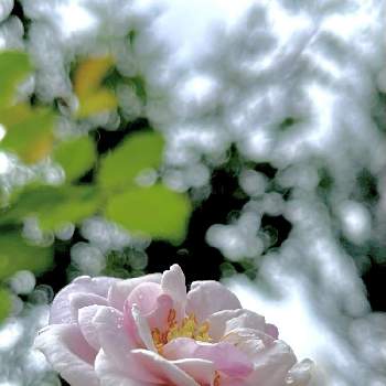 一番花の画像 by ひろりん♪さん | バラとばら バラ 薔薇とおうち園芸と一番花と鉢植えと我が家のお花とiPhone撮影