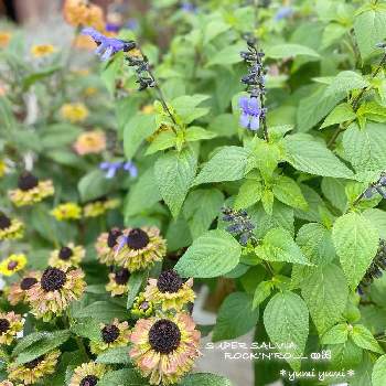 プラチーナ の投稿画像一覧 Greensnap グリーンスナップ