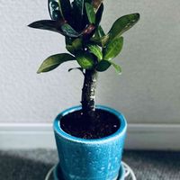 クロトン,クロトン,鉢植え,クロトン(^｡^),クロトン。の画像