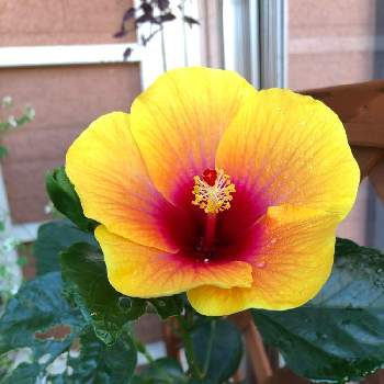 元気になるカラーの投稿画像一覧 Greensnap グリーンスナップ