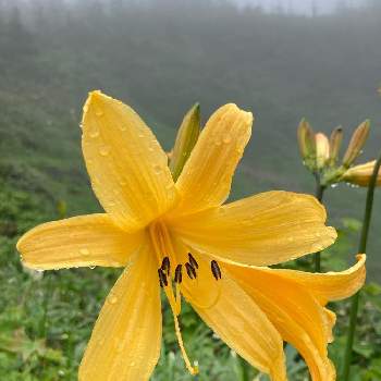 禅庭花 ゼンテイカ の投稿画像一覧 Greensnap グリーンスナップ 禅庭花 ゼンテイカ の投稿画像一覧 Greensnap グリーンスナップ