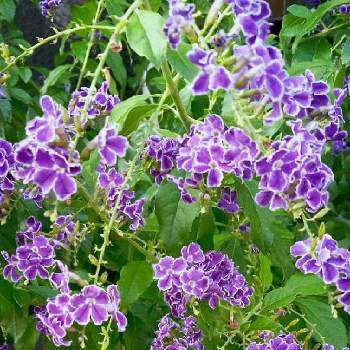 癒しのお花の画像 by saraさん | お出かけ先とデュランタと花のある暮らしとかわいいお花♡と癒しのお花と癒しの薄紫