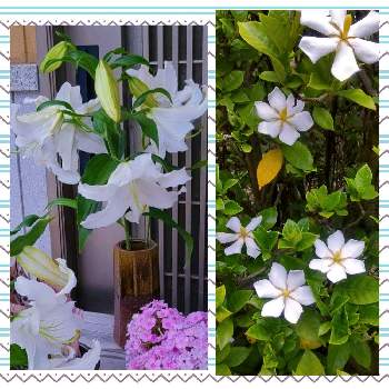ご近所さんのお庭の花の画像 by eryさん | お出かけ先とクチナシとカサブランカと白いお花と平和を願う☆と白い水曜日♡とご近所さんのお庭の花と京都  東林院